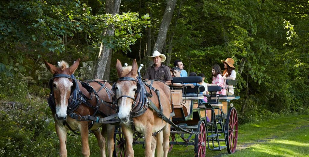 Go on a Horse-Drawn Carriage Ride