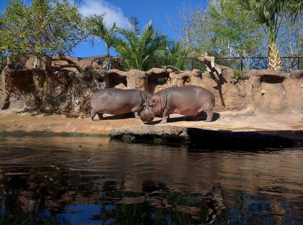 San Antonio Zoo - Get up Close With Exotic Animals